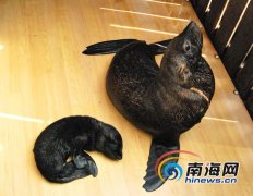 海南：海狮成功生育小宝宝 取名“世界杯”