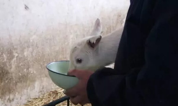 奶制品网：奶羔羊饲养管理技术