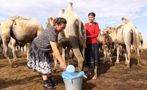 乳制品的五大趋势，骆驼奶会成为其中之一吗？(图1)