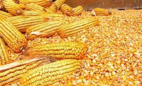 饲料企业如何做好原料采购？(图1)