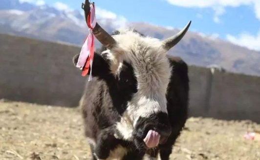 青海30万头（只）牦牛、藏羊实现原产地可追溯(图1)