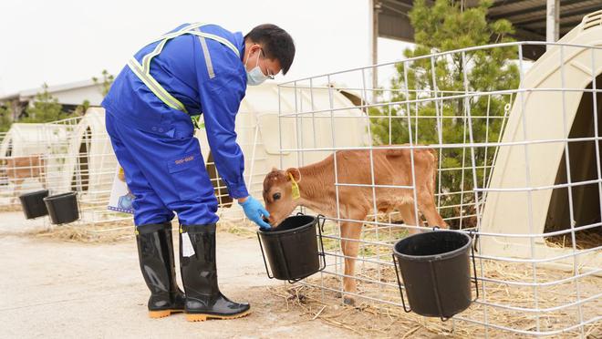 认养一头牛凭什么冲击“乳品新消费第一股”