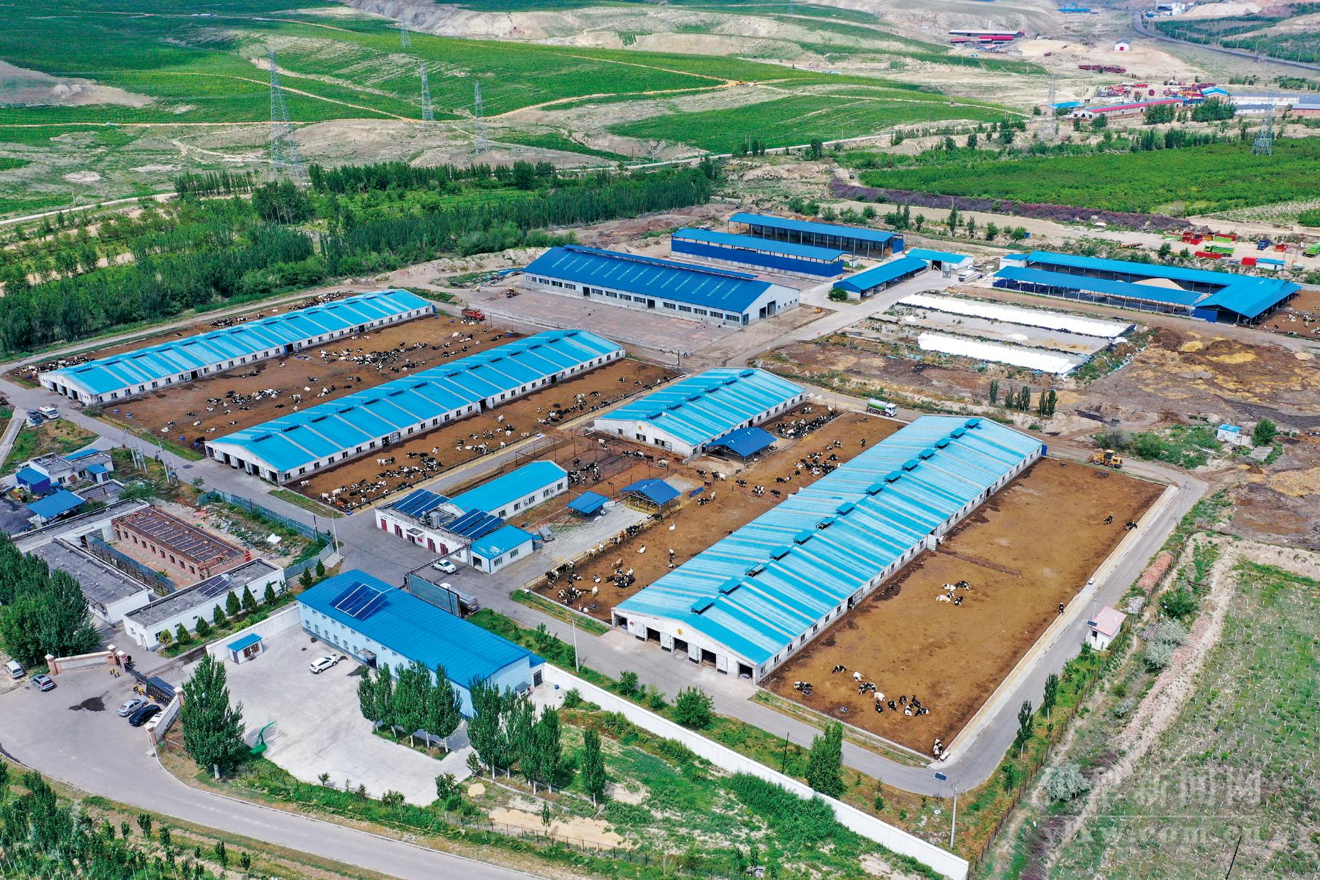伊犁：全产业链布局赋能奶业振兴 为奶业发展注入了新动能