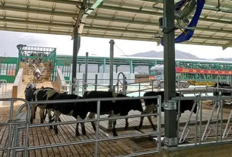大理州首个万头奶牛示范牧场建成投产