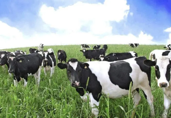 内蒙古巴彦淖尔：“众筹模式”奶牛养殖 激活乡村振兴“新引擎”
