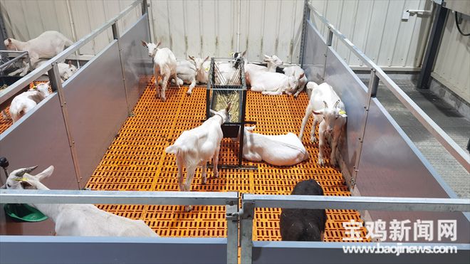 宝鸡千阳 | 从新西兰引进的奶山羊已经产羔1600只(图2)