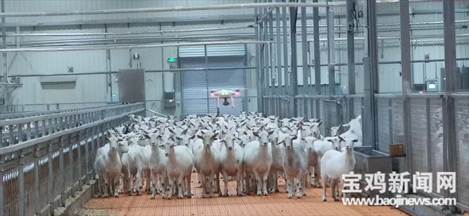 宝鸡千阳 | 从新西兰引进的奶山羊已经产羔1600只(图4)