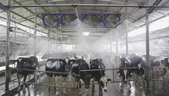 光明乳业：守护奶牛健康，筑牢乳制品供应
