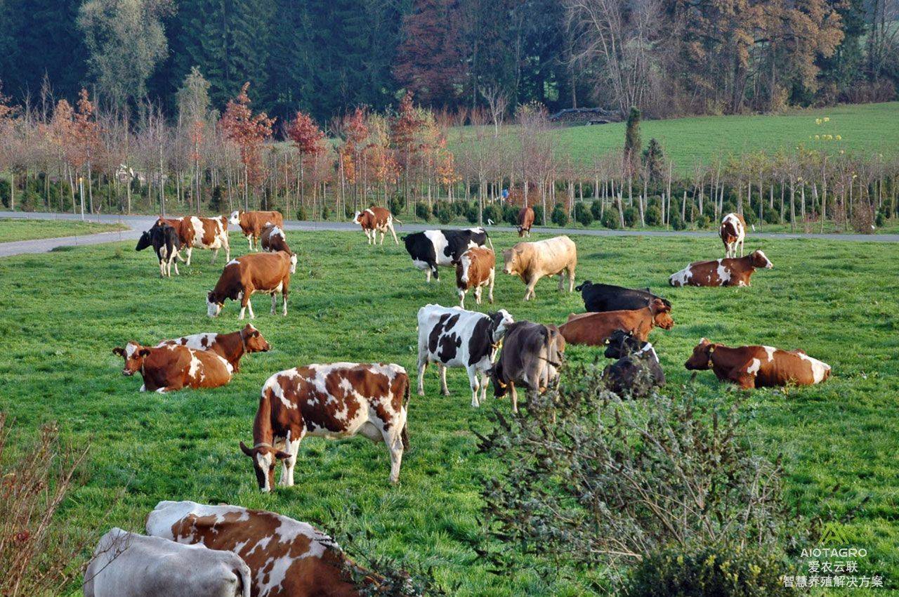 智慧养奶牛：提升养牛效率与管理的智能技术之道