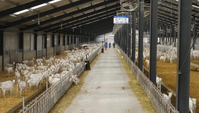 合水县聚力打造奶羊全产业链 拓宽群众增收渠道