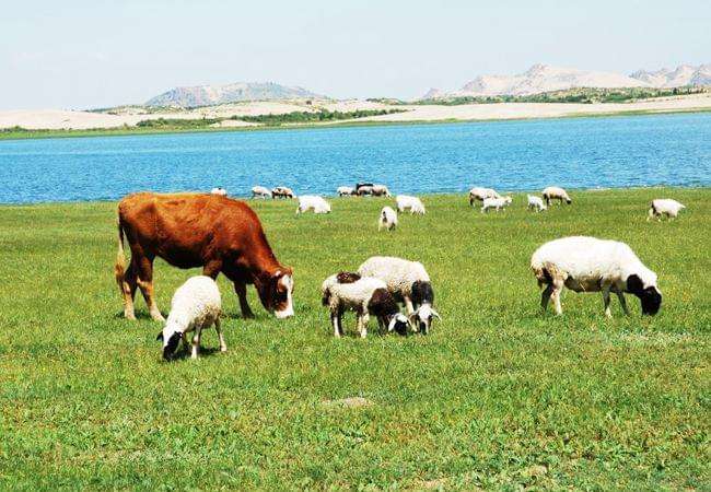 西藏农牧业发展“绿意”浓 羊存栏1061万只
