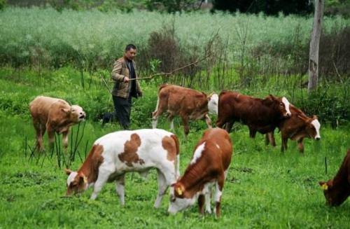 农业农村部办公厅关于印发《奶业品牌提升实施方案》的通知