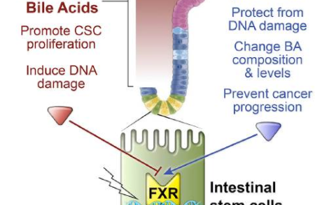 科学家发现高脂肪饮食促进结直肠癌生长的原因