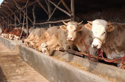 奶牛打嗝少 甲烷排放或减半