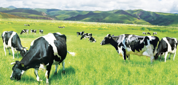 内蒙古：向奶业全产业链发放贷款137亿(图1)