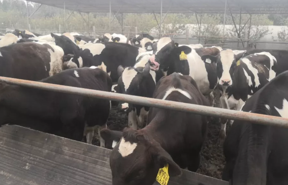中国乳品网：养牛可四季不得病诀窍！