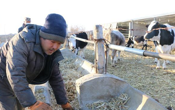 新疆兵团：壮大“牛产业” 过上“牛日子”