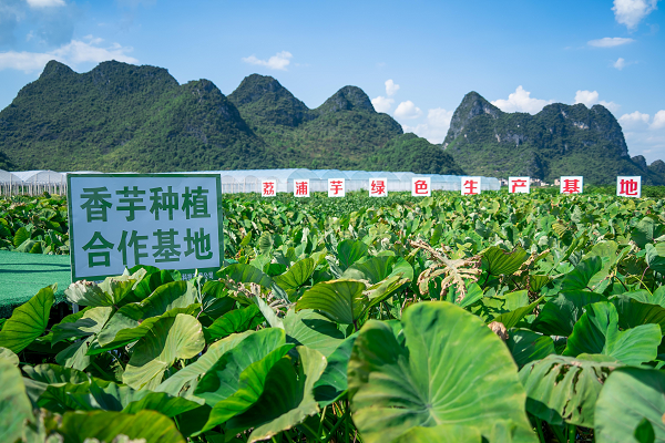 喜茶发布品质真奶标准 新茶饮助力乳业高质量发展