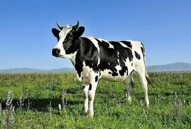 力牧生物以奶牛胚胎移植技术助推牧场荷斯坦牛种群改良