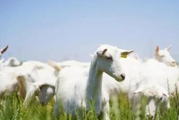 陇县召开两百亿羊乳品产业链座谈推进会
