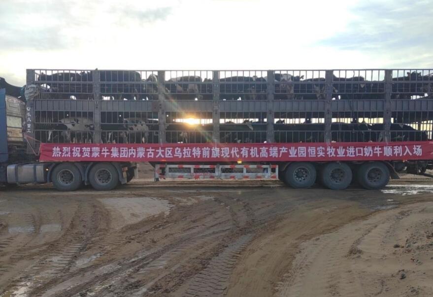 蒙牛乌拉特前旗牧场迎来“新成员”：3300头进口奶牛顺利入园