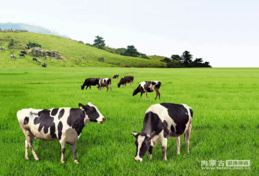 以绿为底 香飘草原——内蒙古科右前旗奶产业扩量提质增效