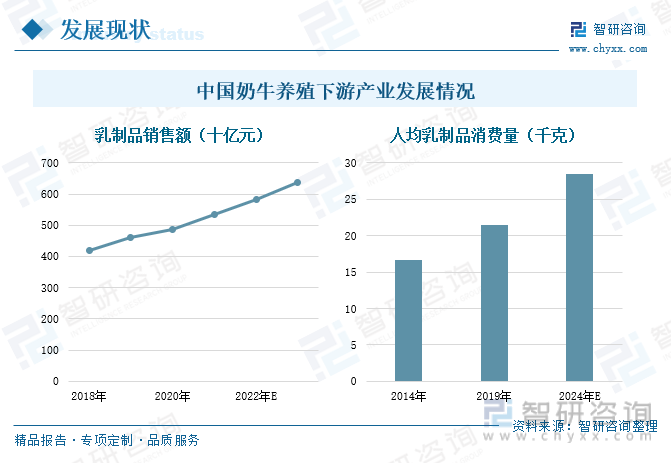 奶牛养殖的下游产业为乳制品的生产和加工，乳制品作为人体蛋白质和钙的重要来源，每天摄入足量的乳制品可以有效的提高人们的身体素质，减少各类疾病患病的风险。疫情以来，消费者逐渐认识到乳制品的重要性，对于乳制品的需求大幅增长，带动乳制品的销售额持续增加。2018-2021年期间，我国乳制品的销售额保持快速增长的态势，2021年我国乳制品的销售额达到5349亿元，同比增长了10.04%，预计到2023年我国乳制品的销售额将达到6362亿元左右。从人均乳制品消费量来看，我国人均乳制品消费量呈现出增长的态势，从2014年的16.7千克，增长到2019年的21.5千克，随着我国乳制品的持续发展，消费者对于乳品的接受程度持续提升，人均乳制品消费量也将得到进一步增长，预计到2024年我国人均乳制品消费量将达到28.5千克。下游乳制品行业持续高增的产品需求，对于奶牛养殖行业产生了极大地推动作用，将稳步拉动奶牛养殖行业高质量可持续发展。