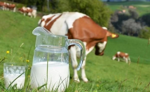 供需双旺情形下 乳企价格战空间有限