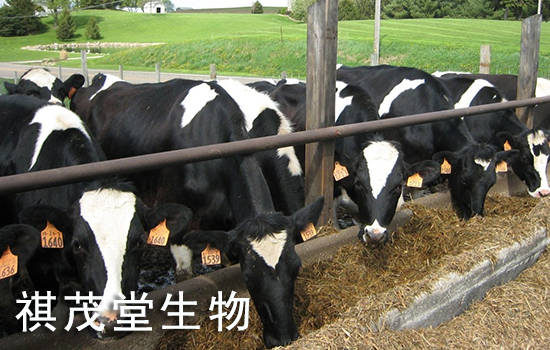 奶牛喂什么产奶量高？如何提高奶牛的泌乳量？春季提高母畜奶牛产奶量的添加剂 