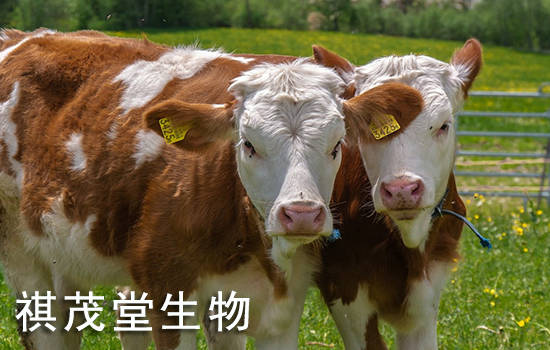 奶牛喂什么产奶量高？如何提高奶牛的泌乳量？春季提高母畜奶牛产奶量的添加剂 (图4)