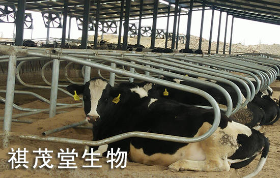 奶牛喂什么产奶量高？如何提高奶牛的泌乳量？春季提高母畜奶牛产奶量的添加剂 (图3)