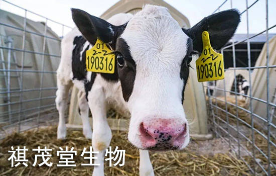 奶牛喂什么产奶量高？如何提高奶牛的泌乳量？春季提高母畜奶牛产奶量的添加剂 (图2)