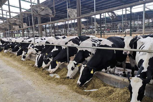 2023奶牛养殖行业现状及奶牛养殖行业前景分析