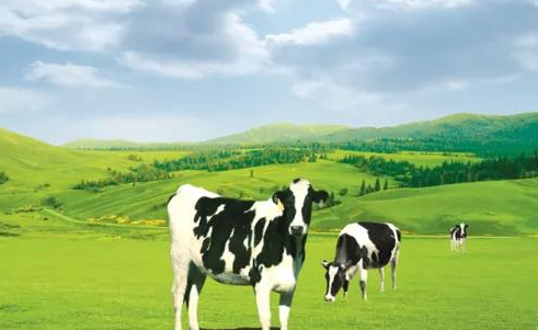 绿色滋养好奶 产业蓄力升级 ——我市全力推动绿色农畜产品加工产业集群高质量发展