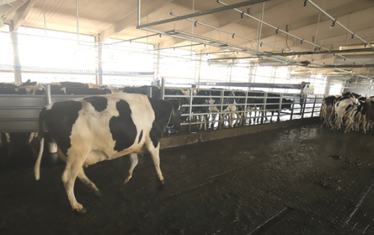 打卡“沂荷”：把奶牛从奶源升华为旅游资源