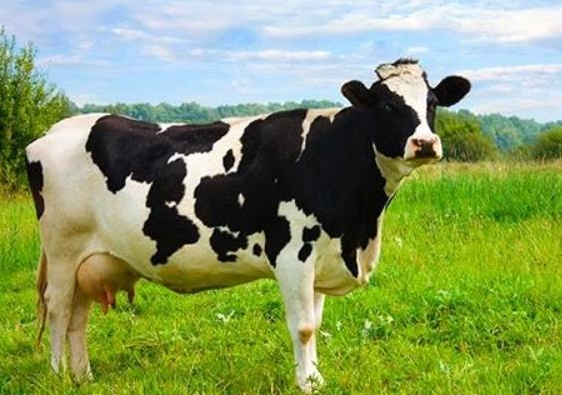 【优质奶源建设】奶牛的品种和饲养方式对牛奶品质的影响有那些？