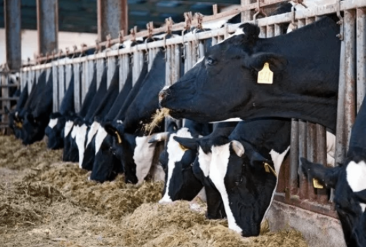 浅析奶牛的饲养和繁殖方式（2023最新奶牛的繁殖管理）