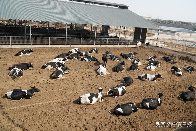 【跃居全国第四】宁夏农垦乳业奶牛存栏量突破14万头(图2)