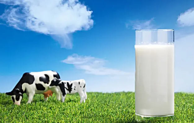 2023年奶业养殖发展前景，养奶牛好还是养奶山羊好？